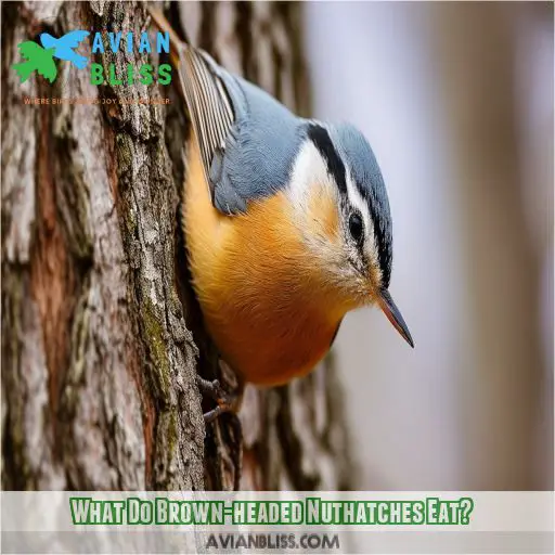 What Do Brown-headed Nuthatches Eat