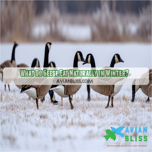 What Do Geese Eat Naturally in Winter