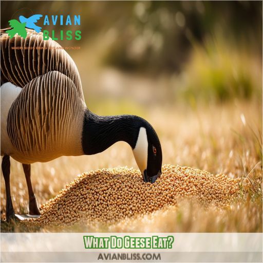 What Do Geese Eat? A Comprehensive Guide to Feeding Our Feathered Friends