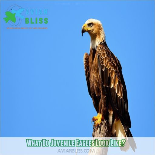 What Do Juvenile Eagles Look Like