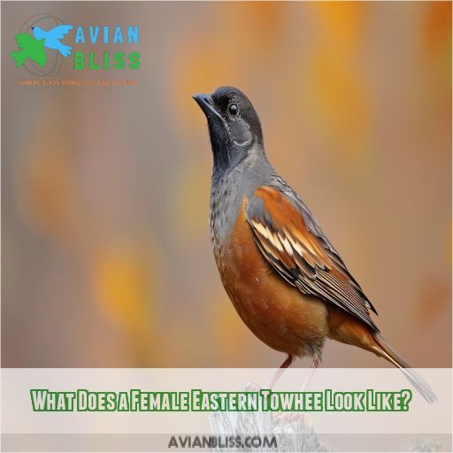 What Does a Female Eastern Towhee Look Like