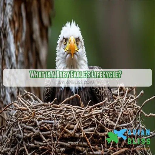 What is a Baby Eagle