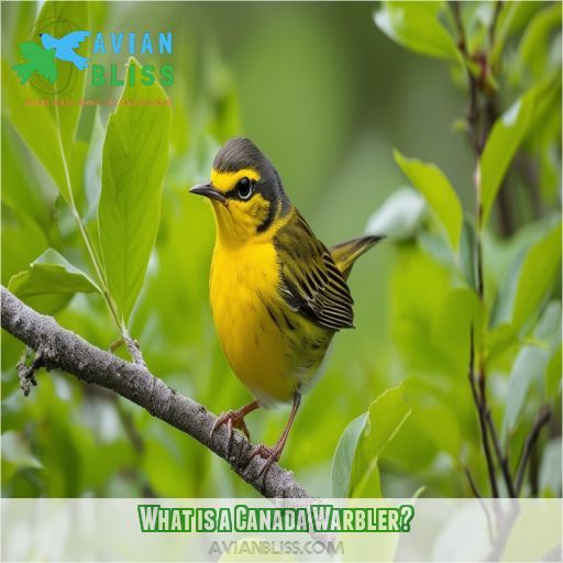 What is a Canada Warbler