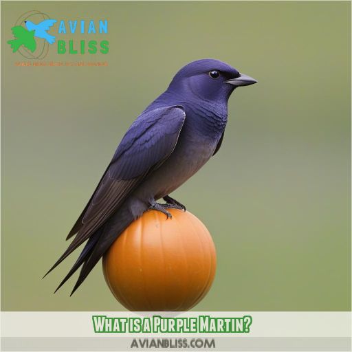 What is a Purple Martin