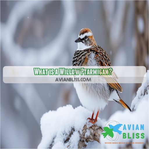 What is a Willow Ptarmigan