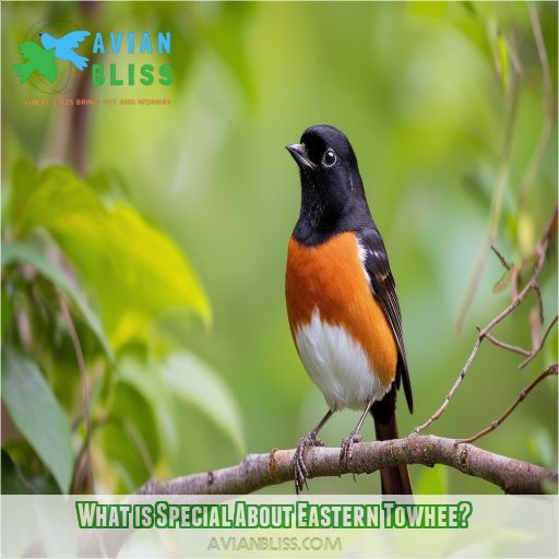 What is Special About Eastern Towhee