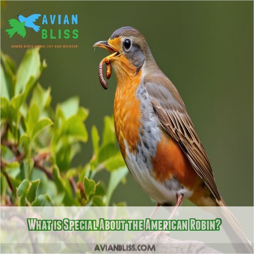 What is Special About the American Robin