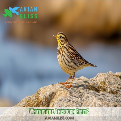 What is the American Pipit