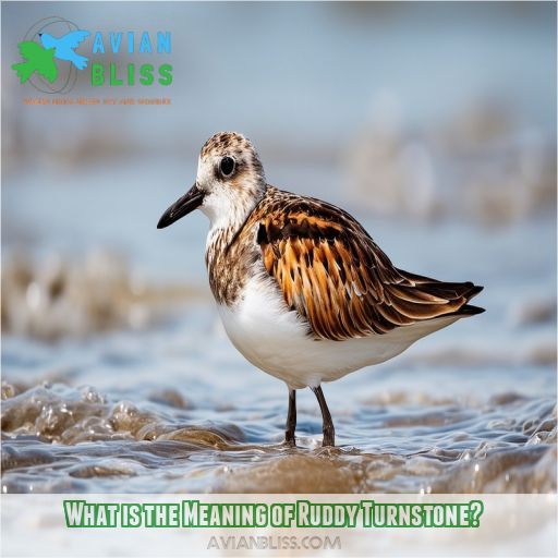 What is the Meaning of Ruddy Turnstone