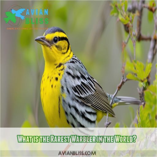 What is the Rarest Warbler in the World