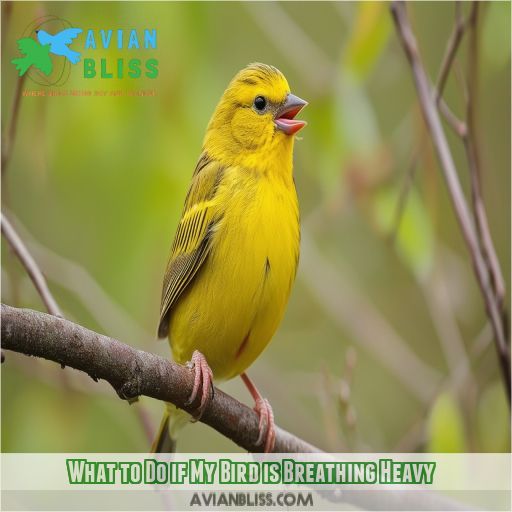 What to Do if My Bird is Breathing Heavy