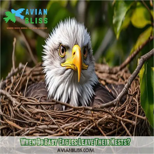 When Do Baby Eagles Leave Their Nests