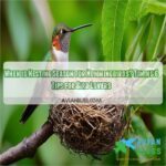 when is nesting season for hummingbirds