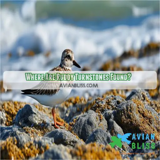 Where Are Ruddy Turnstones Found