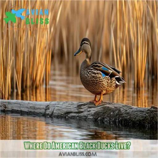 Where Do American Black Ducks Live