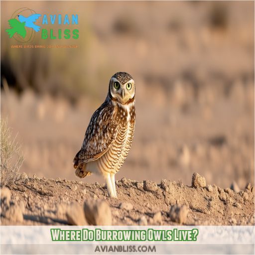 Where Do Burrowing Owls Live