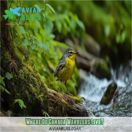 Where Do Canada Warblers Live