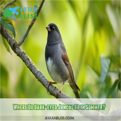 Where Do Dark-eyed Juncos Go in Summer