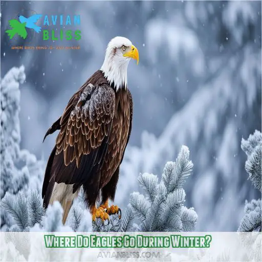 Where Do Eagles Go During Winter