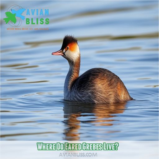 Where Do Eared Grebes Live