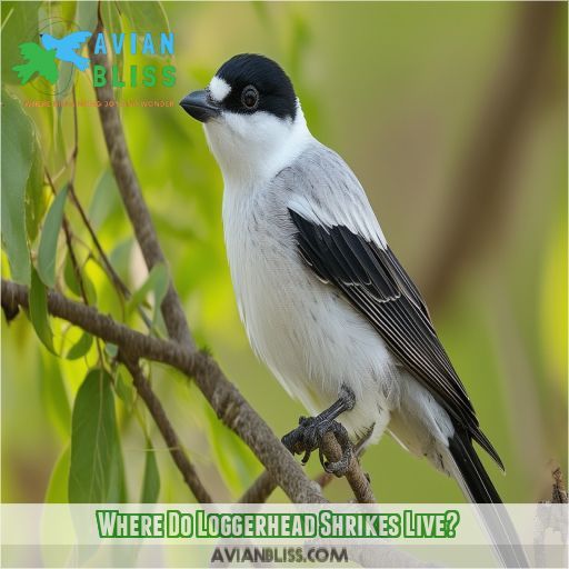 Where Do Loggerhead Shrikes Live