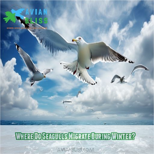 Where Do Seagulls Migrate During Winter