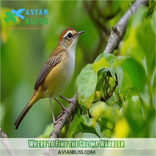 Where to Find the Colima Warbler