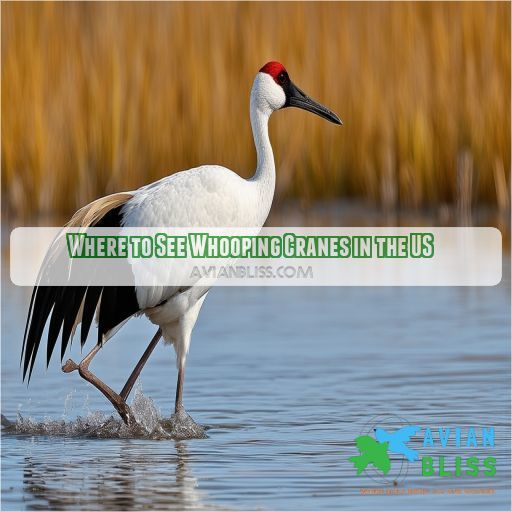 Where to See Whooping Cranes in the US