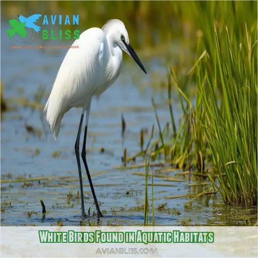 White Birds Found in Aquatic Habitats