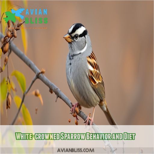 White-crowned Sparrow Behavior and Diet