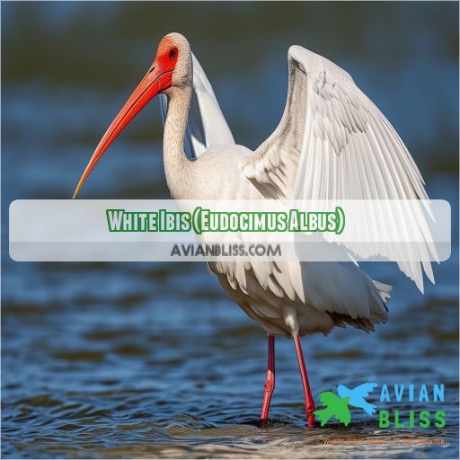 White Ibis (Eudocimus Albus)