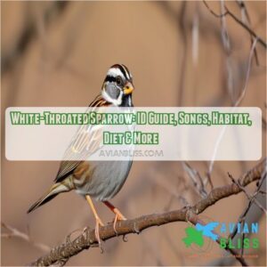 white throated sparrow