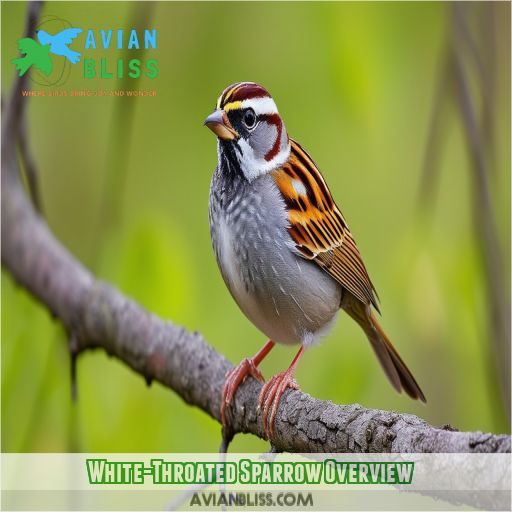 White-Throated Sparrow Overview