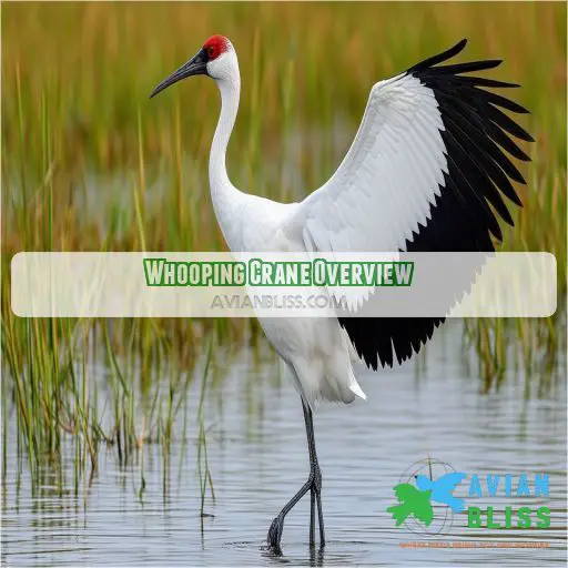 Whooping Crane Overview