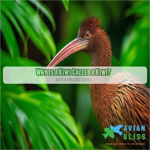 Why is a Kiwi Called a Kiwi