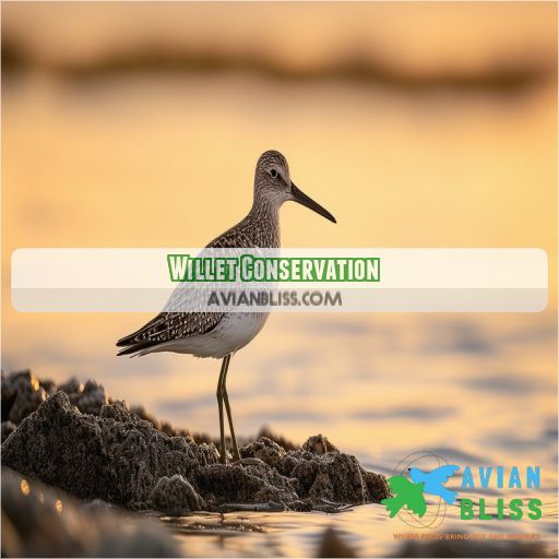 Willet Conservation