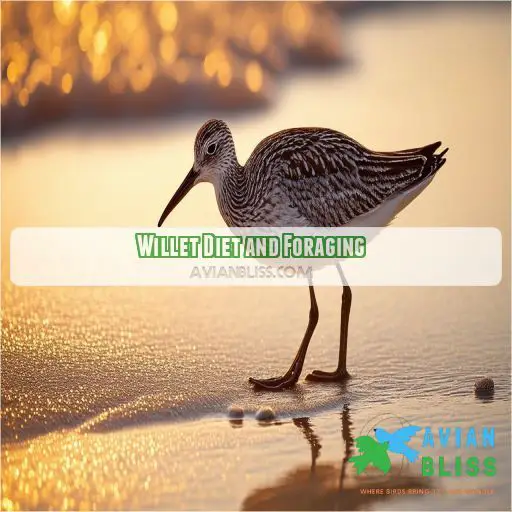 Willet Diet and Foraging