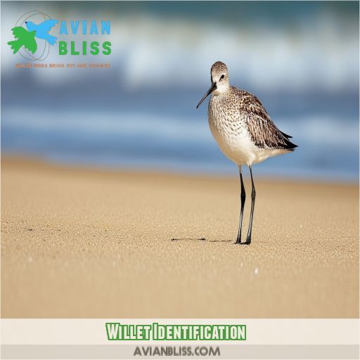 Willet Identification