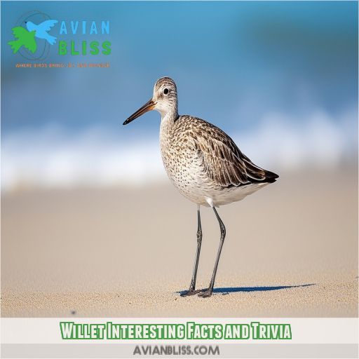 Willet Interesting Facts and Trivia