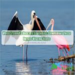 wood stork vs roseate spoonbill