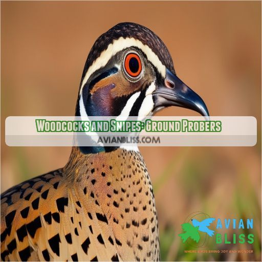 Woodcocks and Snipes: Ground Probers