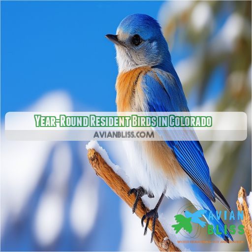 Year-Round Resident Birds in Colorado