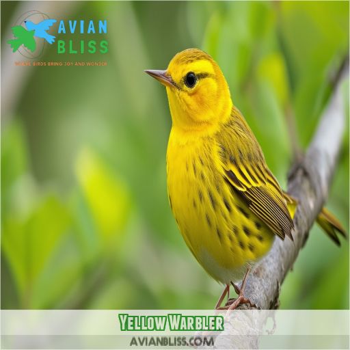 Yellow Warbler