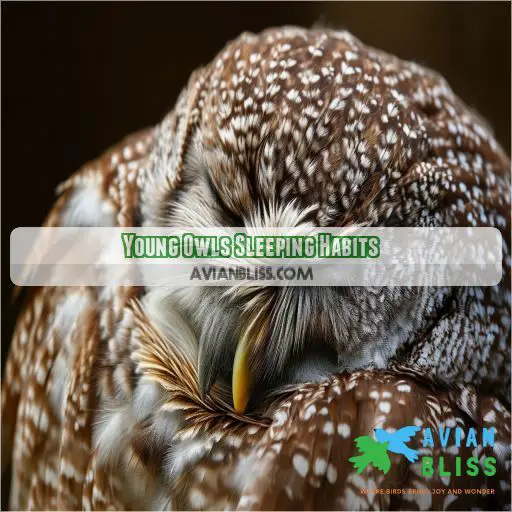 Young Owls Sleeping Habits