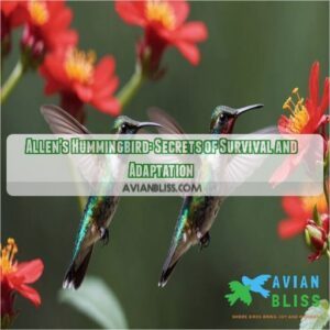 allens hummingbird