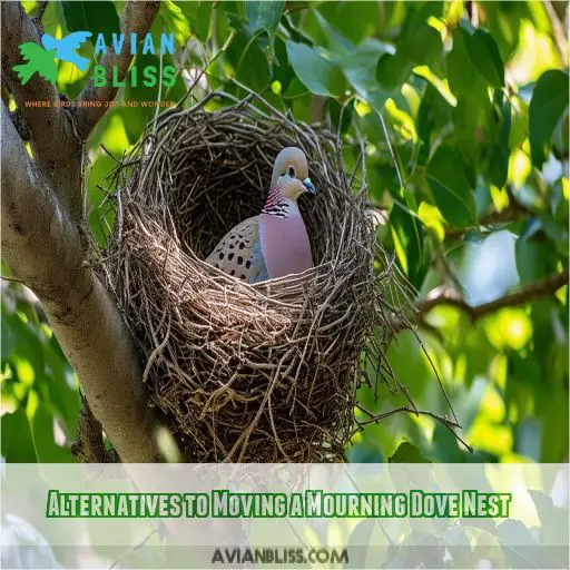 Alternatives to Moving a Mourning Dove Nest