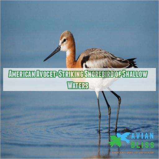 American Avocet: Striking Shorebird of Shallow Waters