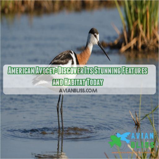 american avocet