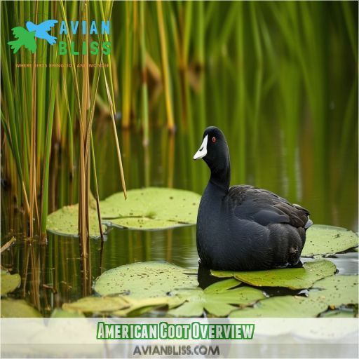 American Coot Overview