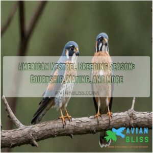 american kestrel breeding season courtship display and mating